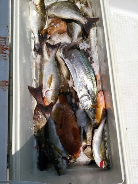 bay style 釣果