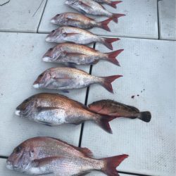 遊漁船メテオ 釣果