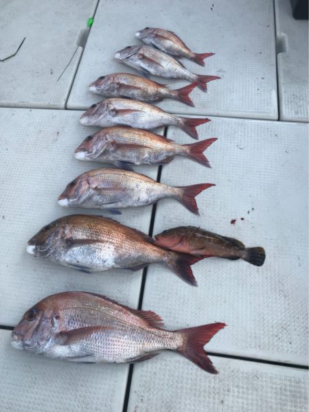 遊漁船メテオ 釣果