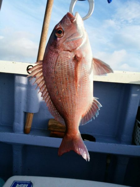 新幸丸 釣果