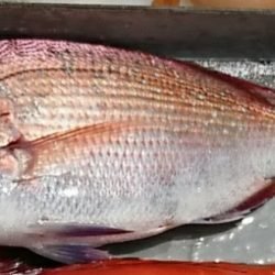 遊漁船 家入 釣果