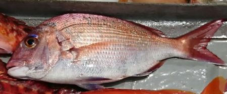 遊漁船 家入 釣果