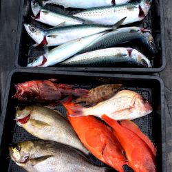 渡船屋たにぐち 釣果