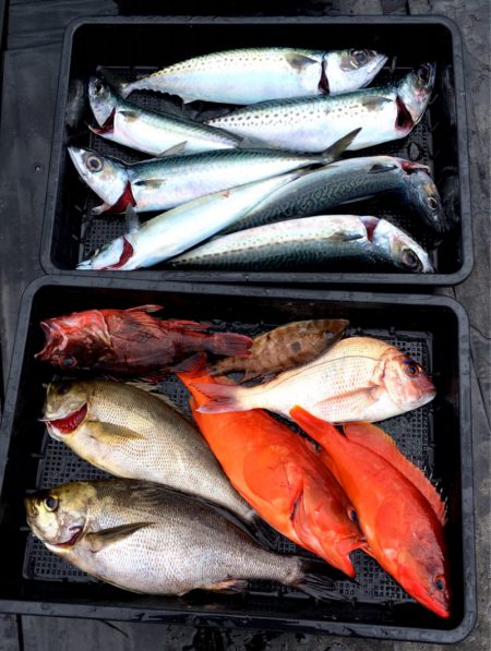 渡船屋たにぐち 釣果