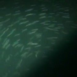 海龍丸（石川） 釣果