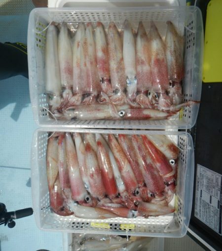 きずなまりん 釣果