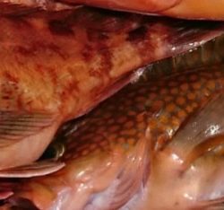 遊漁船 家入 釣果