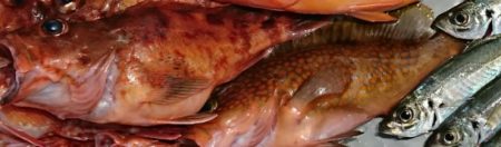 遊漁船 家入 釣果