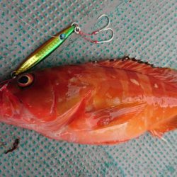 ＴＡＲＯＭＡＲＵ 釣果