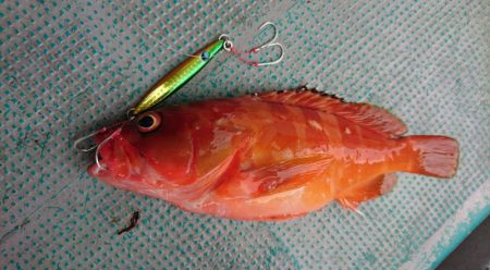 ＴＡＲＯＭＡＲＵ 釣果