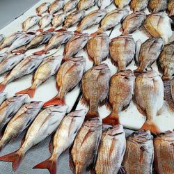 タイラバ遊漁船 ワンピース 釣果