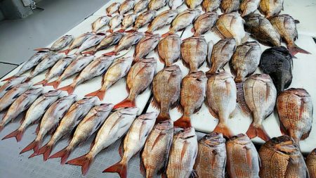 タイラバ遊漁船 ワンピース 釣果