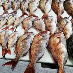 タイラバ遊漁船 ワンピース 釣果