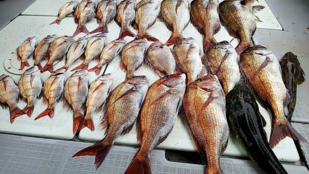 タイラバ遊漁船 ワンピース 釣果