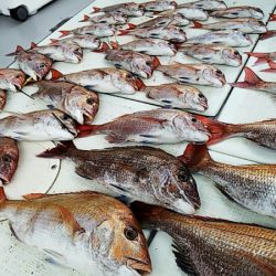 タイラバ遊漁船 ワンピース 釣果