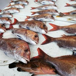 タイラバ遊漁船 ワンピース 釣果