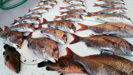 タイラバ遊漁船 ワンピース 釣果