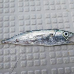 タイラバ遊漁船 ワンピース 釣果