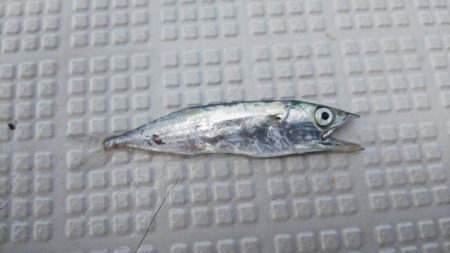 タイラバ遊漁船 ワンピース 釣果