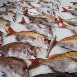 タイラバ遊漁船 ワンピース 釣果