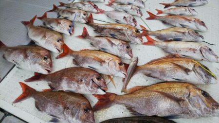 タイラバ遊漁船 ワンピース 釣果