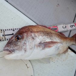 タイラバ遊漁船 ワンピース 釣果