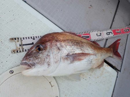 タイラバ遊漁船 ワンピース 釣果