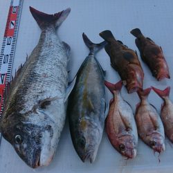 遊漁船 家入 釣果