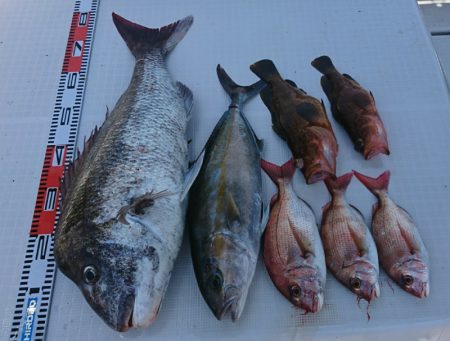 遊漁船 家入 釣果