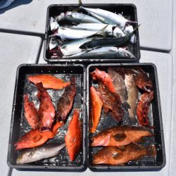 渡船屋たにぐち 釣果