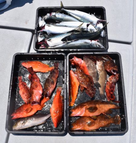 渡船屋たにぐち 釣果