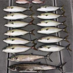 SeaRide(シーライド) 釣果