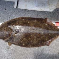 ARCADIAⅡ （アルカディアⅡ） 釣果