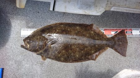 ARCADIAⅡ （アルカディアⅡ） 釣果