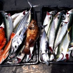 渡船屋たにぐち 釣果