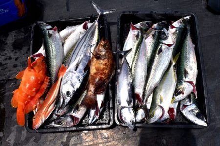 渡船屋たにぐち 釣果