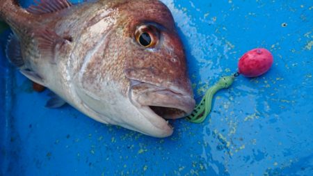 だて丸 釣果