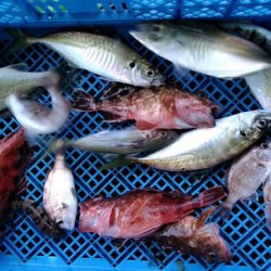 小島丸 釣果