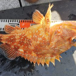 第二龍勢丸 釣果