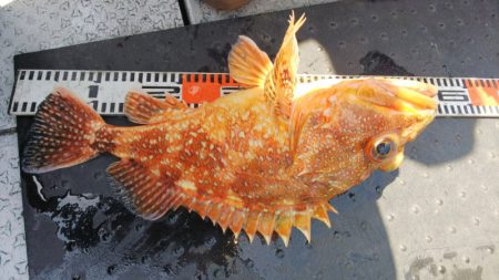 第二龍勢丸 釣果