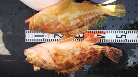 第二龍勢丸 釣果