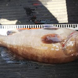 第二龍勢丸 釣果