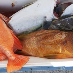 第二龍勢丸 釣果