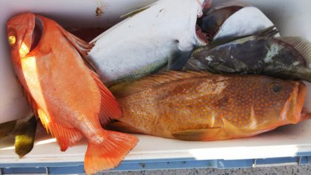 第二龍勢丸 釣果