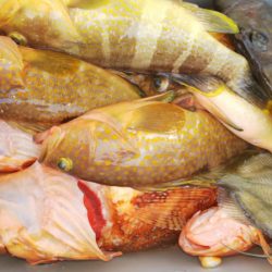 第二龍勢丸 釣果