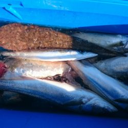 海龍丸（石川） 釣果