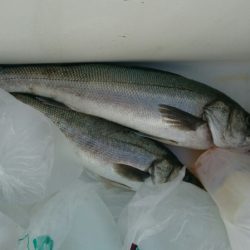 海龍丸（石川） 釣果