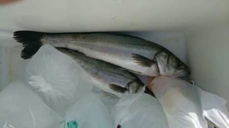 海龍丸（石川） 釣果