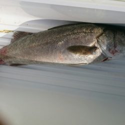 海龍丸（石川） 釣果