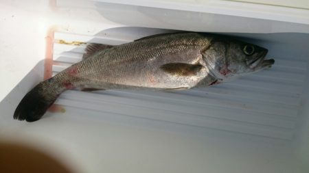 海龍丸（石川） 釣果